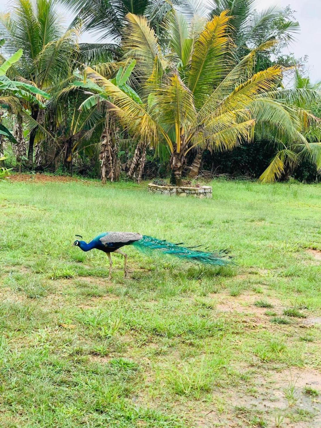 Ashok Villa Weligama Dış mekan fotoğraf